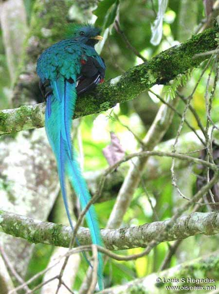 Picture 4 of Saddlebirds