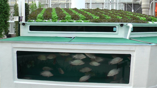 Picture 2 of Safe and sustainable agricultural models of the future