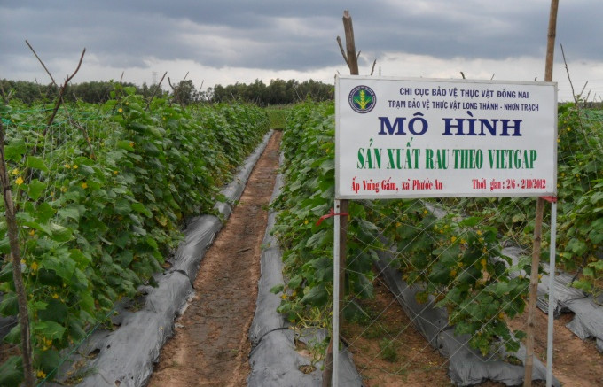 Picture 1 of Safe vegetable production process according to VietGAP standards