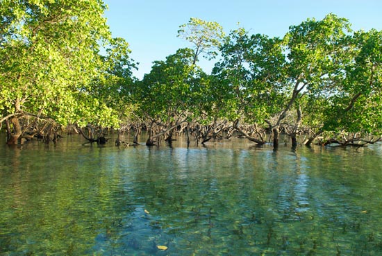 Picture 1 of Safely protect the Earth's green carbon source