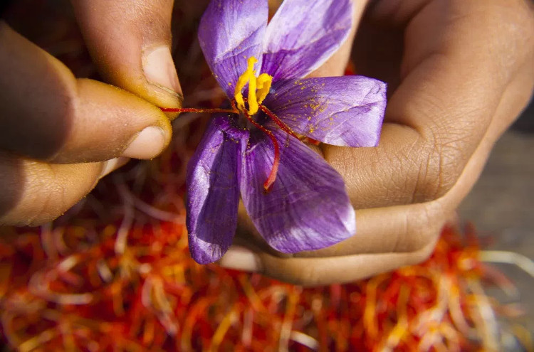 Picture 1 of Saffron pistil - Hope for Alzheimer's patients