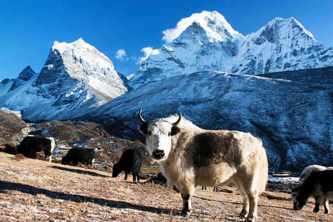 Picture 3 of Sagarmatha National Park - Nepal