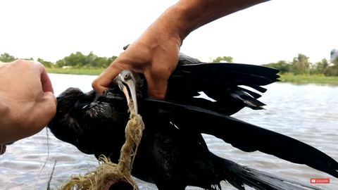 Picture 3 of Saigon people caught rare and precious ancient birds weighing 1kg