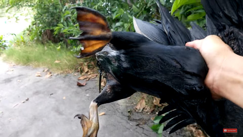Picture 5 of Saigon people caught rare and precious ancient birds weighing 1kg