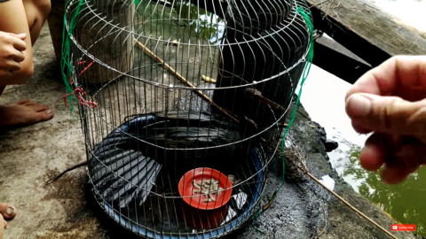 Picture 6 of Saigon people caught rare and precious ancient birds weighing 1kg