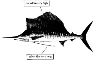 Picture 1 of Sailfish