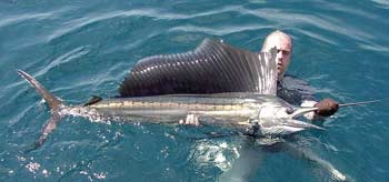 Picture 3 of Sailfish