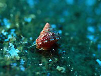 Picture 1 of Saliva of the slug does all the pain