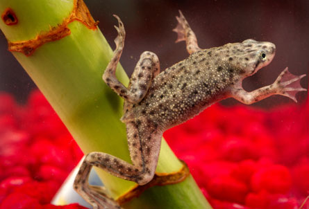 Picture 1 of Salmonella spreads from frogs to humans