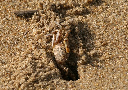 Picture 6 of Sand creatures