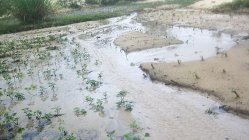 Picture 1 of Sand flood in Quang Binh