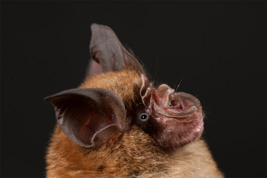 Picture 1 of SARS virus originates from large ear bats