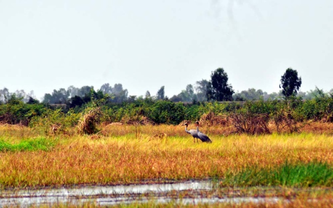 Picture 6 of Sarus cranes leave Vietnam to Cambodia