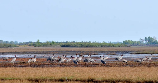 Picture 8 of Sarus cranes leave Vietnam to Cambodia