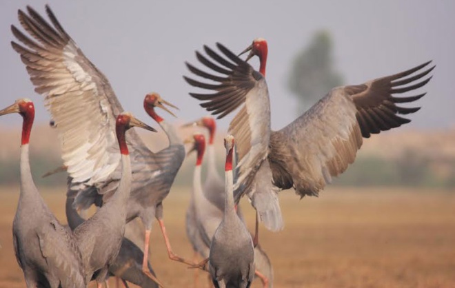 Picture 9 of Sarus cranes leave Vietnam to Cambodia