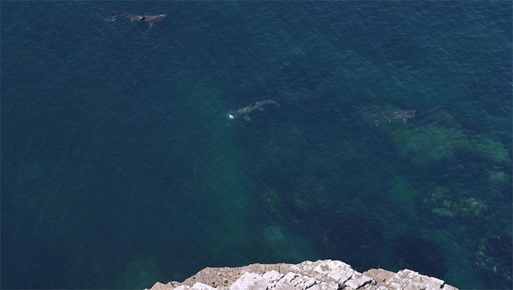 Picture 2 of Satellites cling to the mysterious sun shark