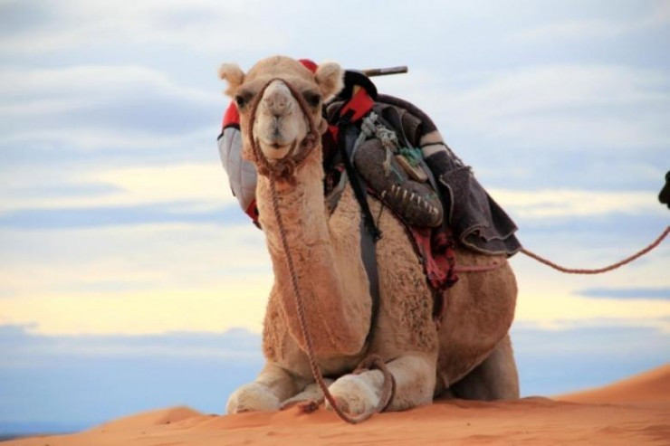 Saudi Arabia imports camels from Australia and the facts startle you