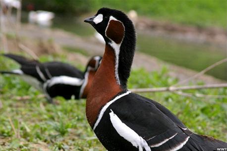 Picture 2 of Save the water bird!