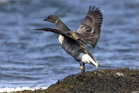 Picture 5 of Save the water bird!