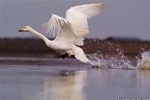 Picture 7 of Save the water bird!