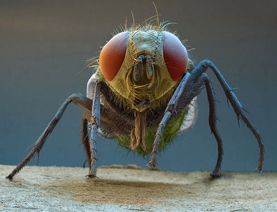 Picture 12 of Scanning 'tiny monsters' through a microscope