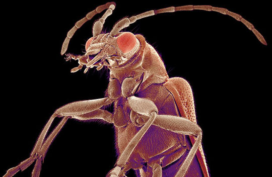Picture 13 of Scanning 'tiny monsters' through a microscope