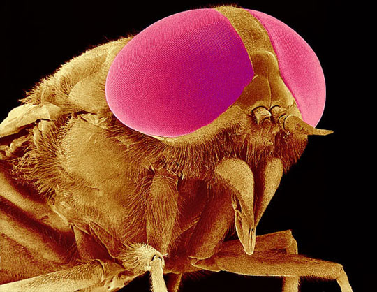 Picture 14 of Scanning 'tiny monsters' through a microscope