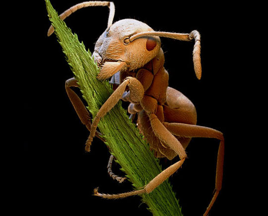 Picture 2 of Scanning 'tiny monsters' through a microscope