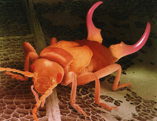 Picture 3 of Scanning 'tiny monsters' through a microscope