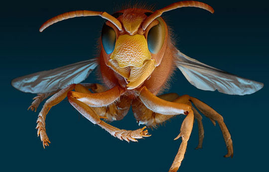 Picture 4 of Scanning 'tiny monsters' through a microscope