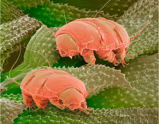 Picture 5 of Scanning 'tiny monsters' through a microscope