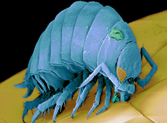 Picture 6 of Scanning 'tiny monsters' through a microscope
