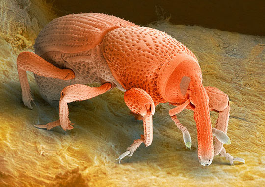 Picture 7 of Scanning 'tiny monsters' through a microscope