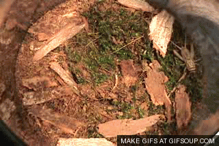 Picture 11 of Scary animation of animals makes you dizzy