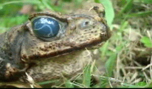 Picture 13 of Scary animation of animals makes you dizzy