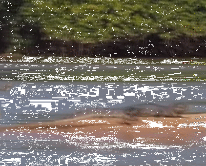 Picture 8 of Scary animation of animals makes you dizzy