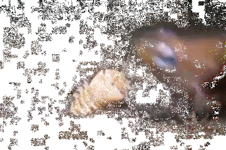 Picture 9 of Scary animation of animals makes you dizzy