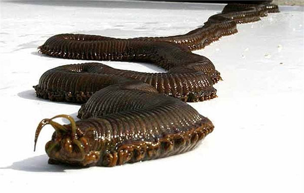 Picture 10 of Scary aquatic monsters on Earth