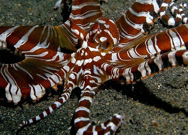 Picture 7 of Scary aquatic monsters on Earth