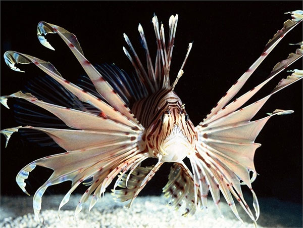 Picture 8 of Scary aquatic monsters on Earth