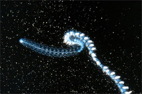 Picture 9 of Scary aquatic monsters on Earth