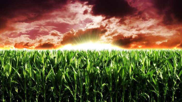 Picture 2 of Scary effects of genetically modified plants