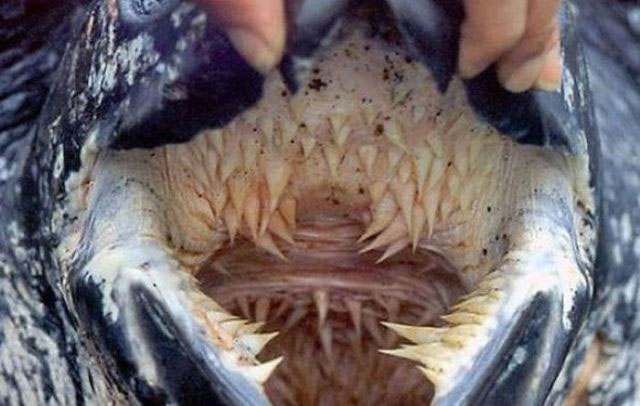 Picture 1 of Scary jaws of leather turtles