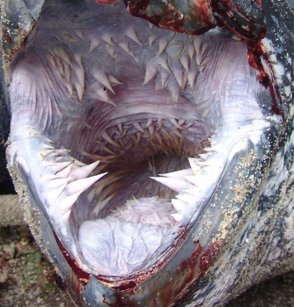 Picture 2 of Scary jaws of leather turtles
