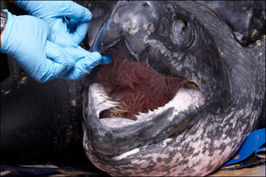 Picture 4 of Scary jaws of leather turtles