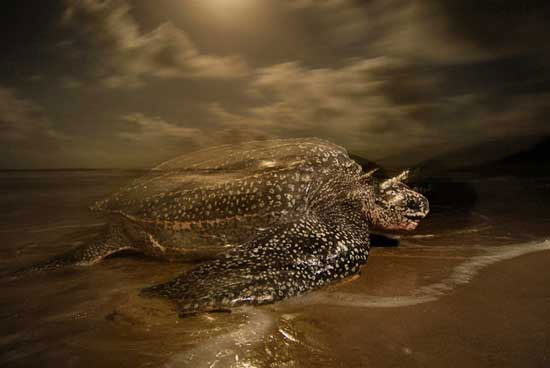Picture 5 of Scary jaws of leather turtles