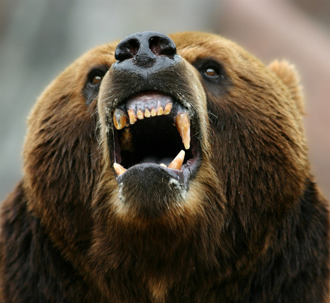 Picture 4 of Scary of the bloodthirsty animal cases of human massacre