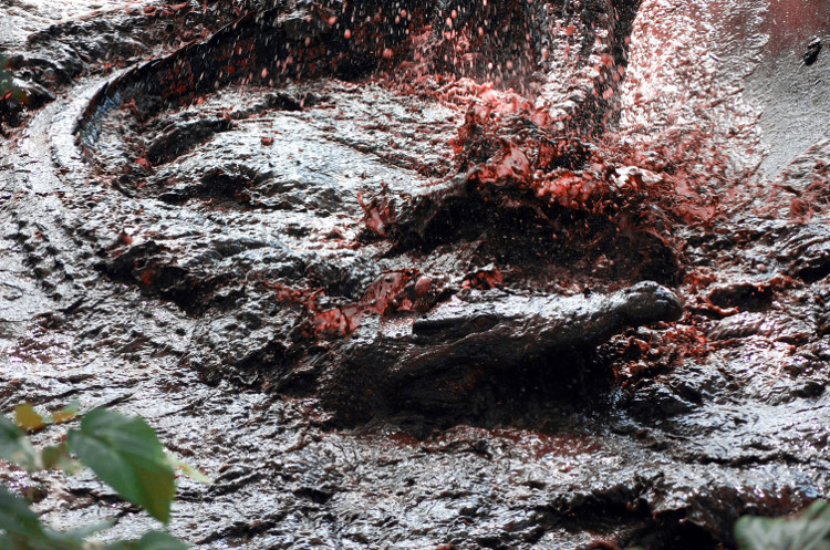 Picture 9 of Scary of the bloodthirsty animal cases of human massacre