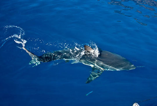 Picture 10 of Scary people swim with big white sharks