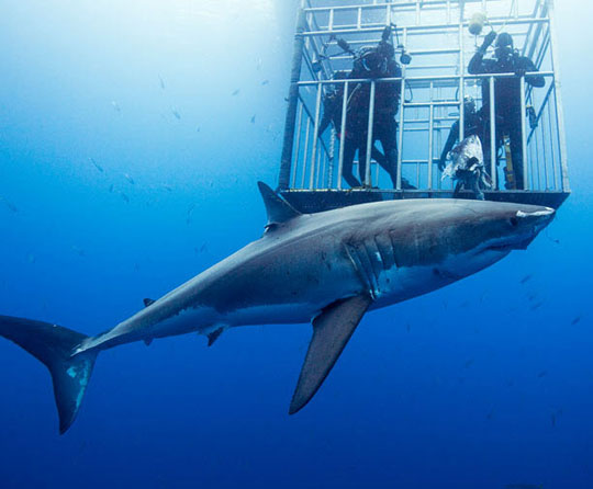 Scary people swim with big white sharks